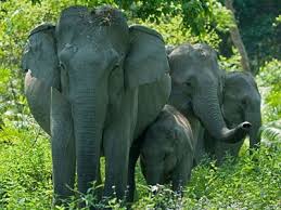 Tukiyah Tewas Diinjak Gajah, BBKSDA Ikut Belasungkawa